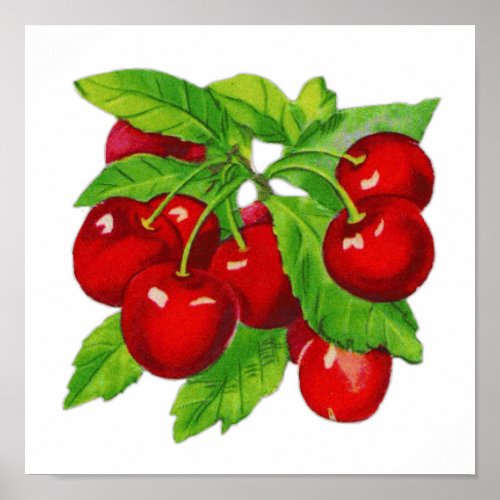 Vintage Cherry Fruit Design Excellent For Kitchen Poster