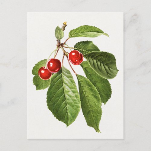 Vintage Cherry Fruit Watercolor Painting Postcard