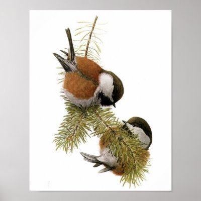 Vintage Chestnut-backed Chickadee Poster