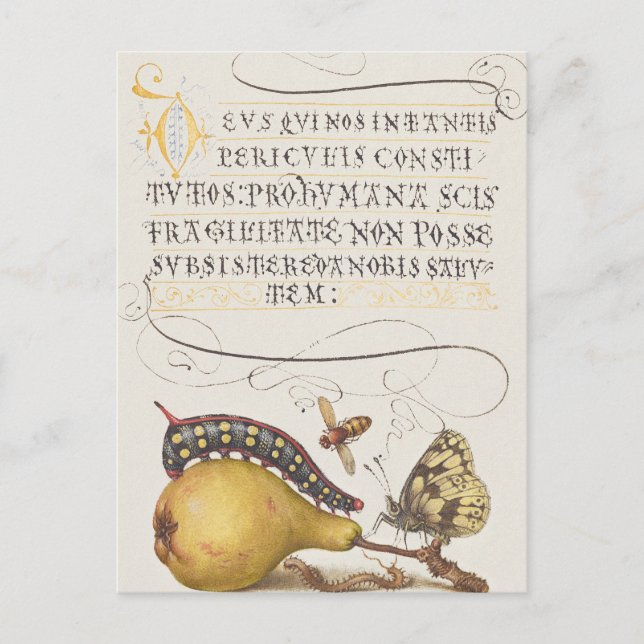 Vintage Chic Calligraphy butterfly Print Postcard (Front)