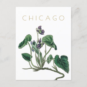 Vintage Chicago flower travel mid century Postcard