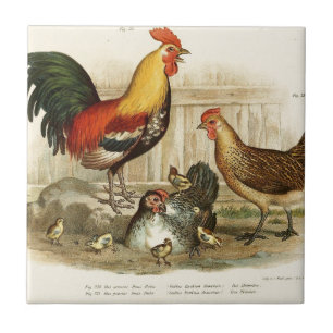 Vintage Chicken family illustration Tile