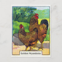 Vintage Chicken Print Postcard