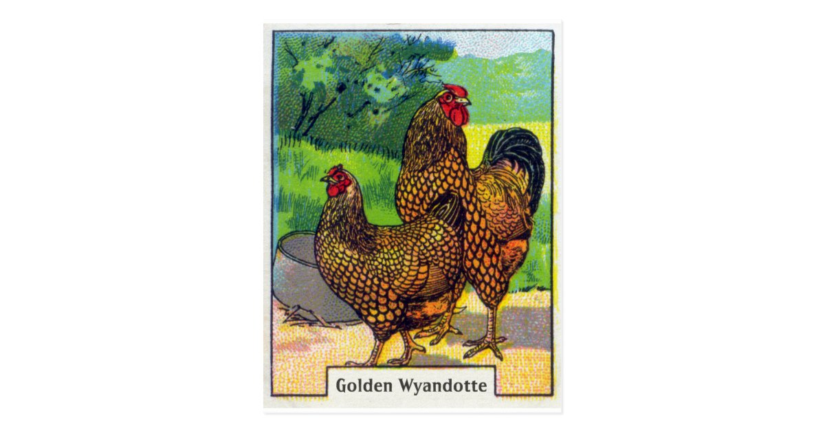 Vintage Chicken Print Postcard | Zazzle.com