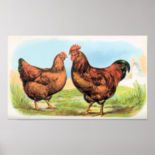 Vintage Chicken Print Rooster and Hen Partridges