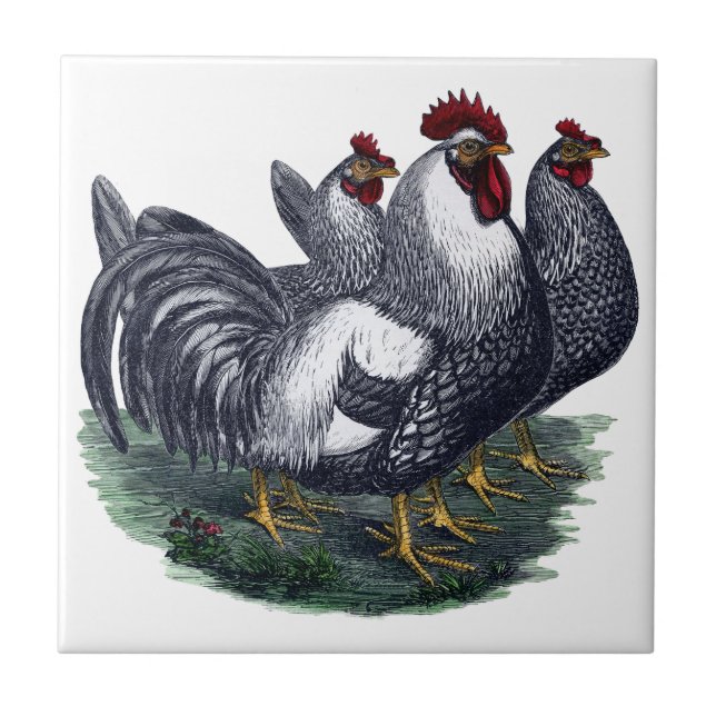 Vintage Chickens Ceramic Tile (Front)