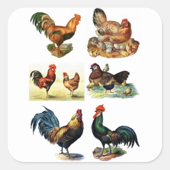 Vintage Chickens Design Square Sticker by VintageImagesOnline at Zazzle
