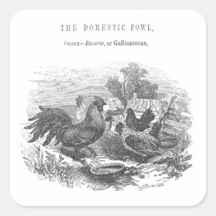 Vintage Chickens Pen and Ink Illustration Square Sticker