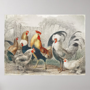 Vintage Chickens Wall Poster or Decoupage Paper