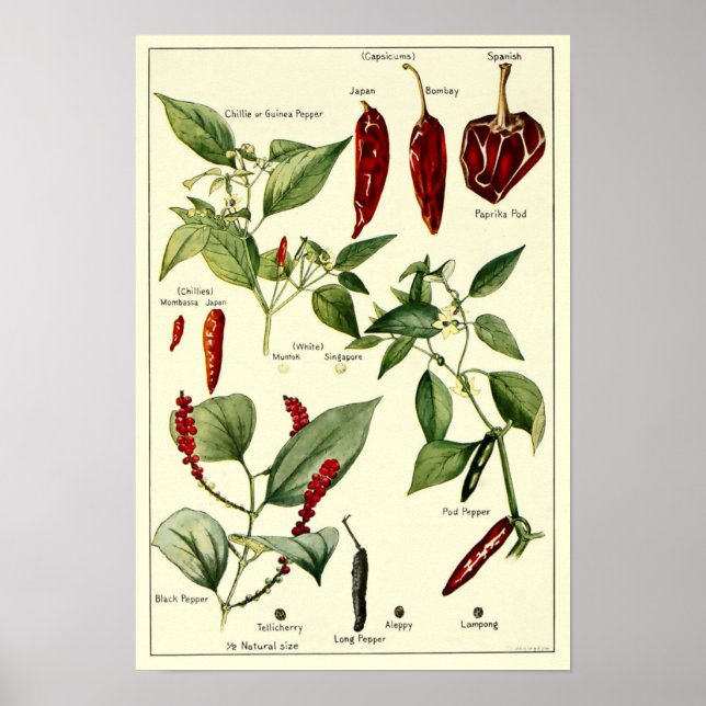 Vintage Chili Peppers Botanical Illustrations Poster (Front)