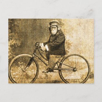 Vintage Chimpanzee On A Bicycle Postcard by AnyTownArt at Zazzle