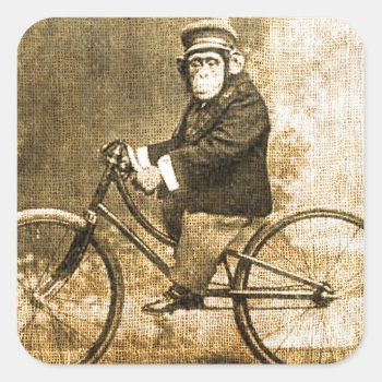 Vintage Chimpanzee On A Bicycle Square Sticker by AnyTownArt at Zazzle