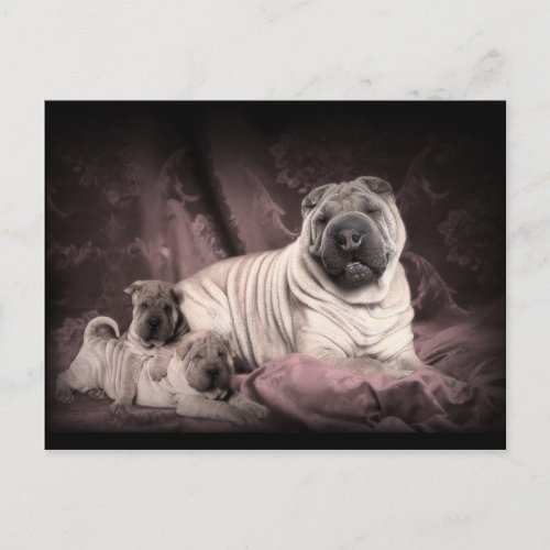 Vintage Chinese Shar Pei Wrinkles Puppy Dogs Postcard