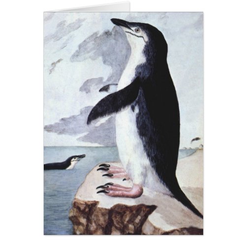 Vintage Chinstrap Penguin Birds from Antarctica