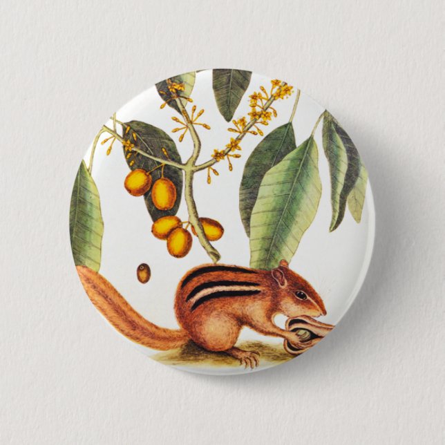 Vintage Chipmunk Illustration Pinback Button (Front)