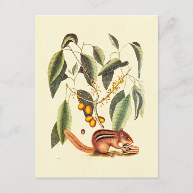 Vintage Chipmunk Illustration Postcard (Front)