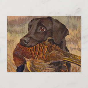Vintage Chocolate Lab Hunting Postcard