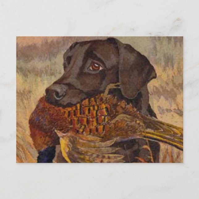 Vintage Chocolate Lab Hunting Postcard (Front)