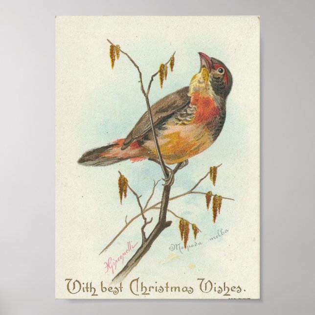 Vintage Christmas Bird Poster (Front)
