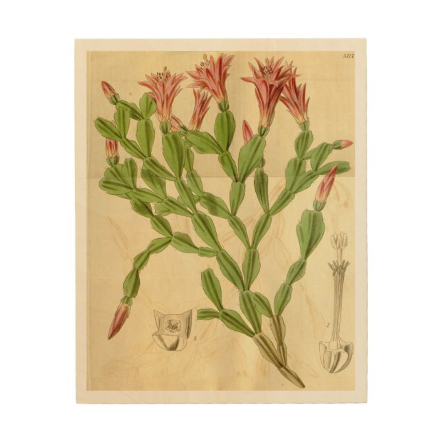 Vintage Christmas Cactus Wood Wall Art (Front)