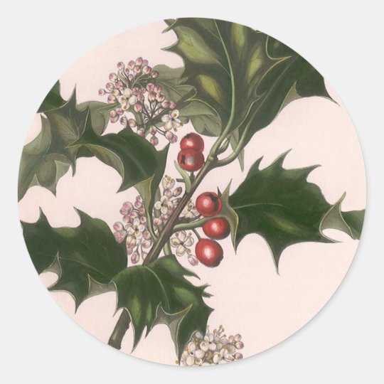 Vintage Christmas Holly Plant With Red Berries Classic Round Sticker Zazzle Com