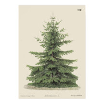 Vintage Christmas Pine Tree Vintage