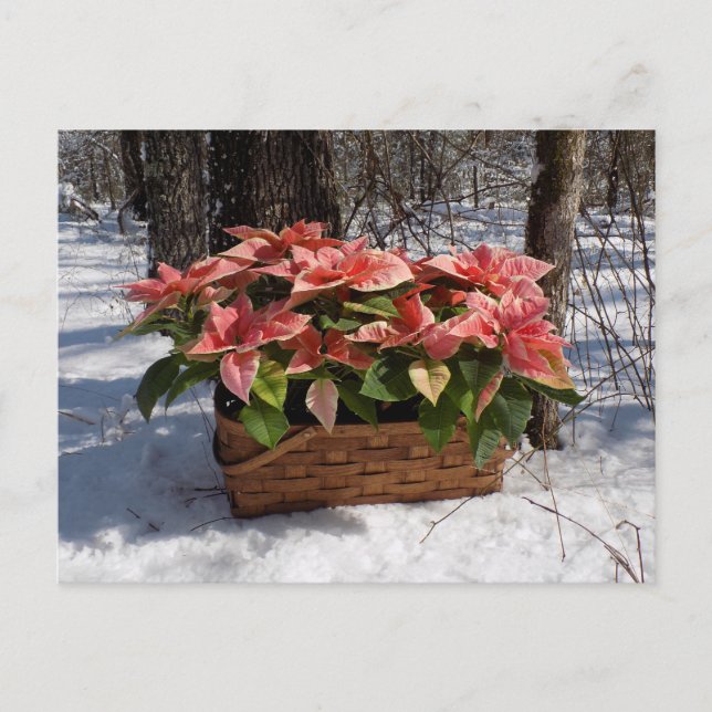 Vintage Christmas Poinsettias  Postcard (Front)