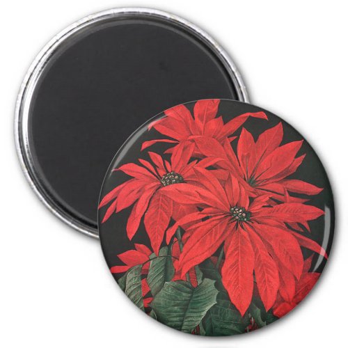 Vintage Christmas Red Poinsettia Plants Flowers Magnet