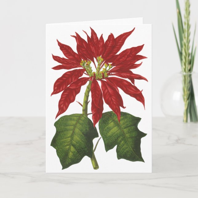 Vintage Christmas, Red Poinsettia Winter Plant Holiday Card (Front)