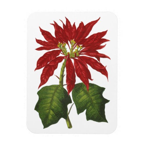 Vintage Christmas Red Poinsettia Winter Plant Magnet