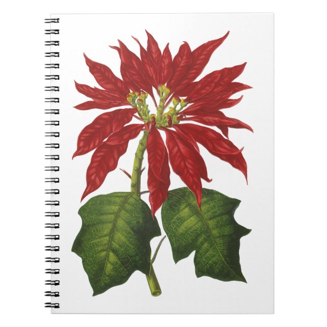 Vintage Christmas, Red Poinsettia Winter Plant Notebook (Front)