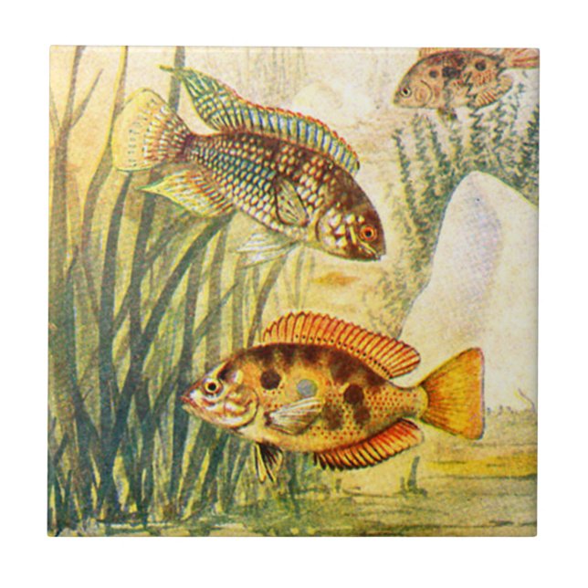 Vintage Cichlid Fish Ceramic Tile (Front)