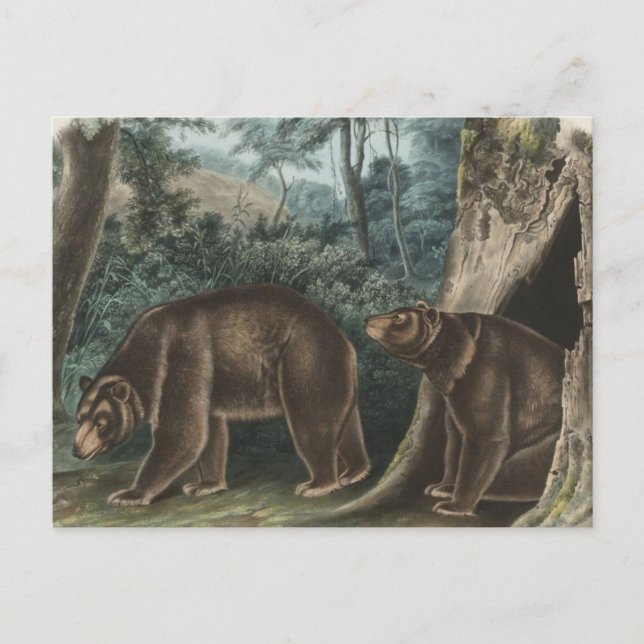 Vintage Cinnamon Bear Audubon Postcard (Front)
