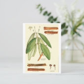 Vintage cinnamon illustration postcard recipe card | Zazzle