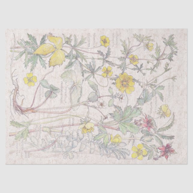 Vintage Cinquefoil Wildflower Flowers Tissue Paper (Front)