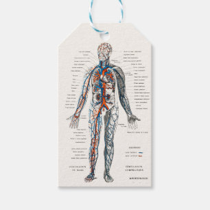Vintage Circulatory System Anatomy System Diagram Gift Tags