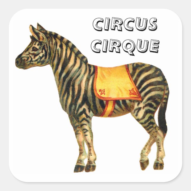 Vintage circus performing zebra square sticker (Front)