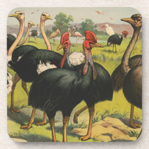 Vintage Circus Showing Ostriches And Large Birds. Beverage Coaster