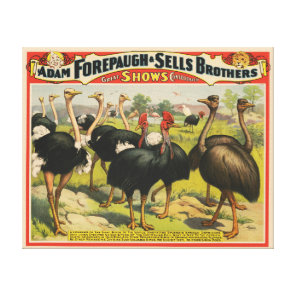 Vintage Circus Showing Ostriches And Large Birds. Canvas Print