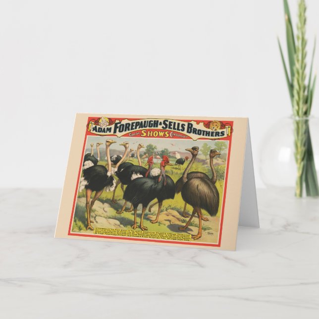 Vintage Circus Showing Ostriches And Large Birds. Card (Front)