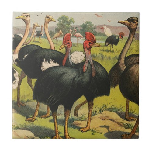 Vintage Circus Showing Ostriches And Large Birds Ceramic Tile