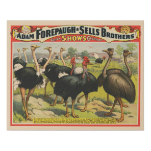 Vintage Circus Showing Ostriches And Large Birds. Faux Canvas Print
