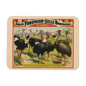 Vintage Circus Showing Ostriches And Large Birds. Magnet