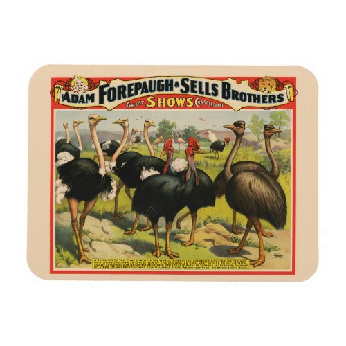 Vintage Circus Showing Ostriches And Large Birds Magnet