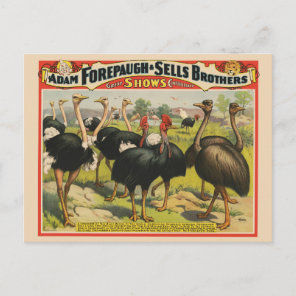 Vintage Circus Showing Ostriches And Large Birds. Postcard