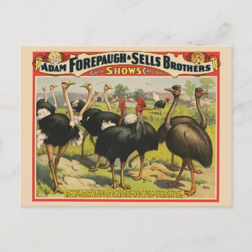 Vintage Circus Showing Ostriches And Large Birds Postcard