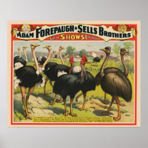 Vintage Circus Showing Ostriches And Large Birds. Poster