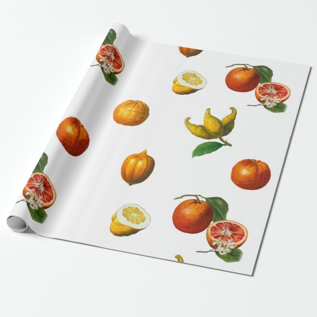 Vintage citrus botanical wrapping paper (Unrolled)
