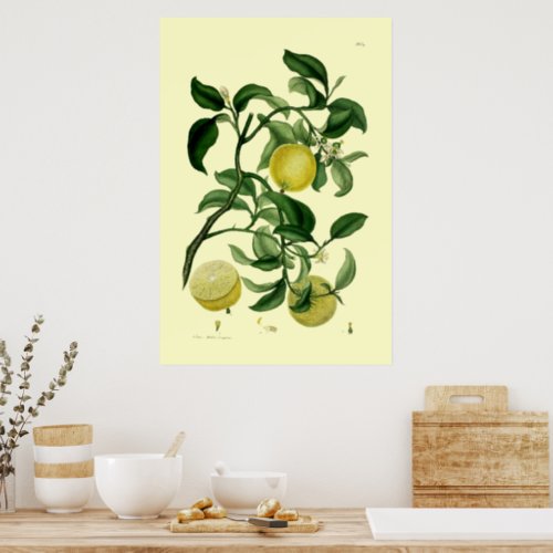 Vintage Citrus Fruit Botanical Art Poster