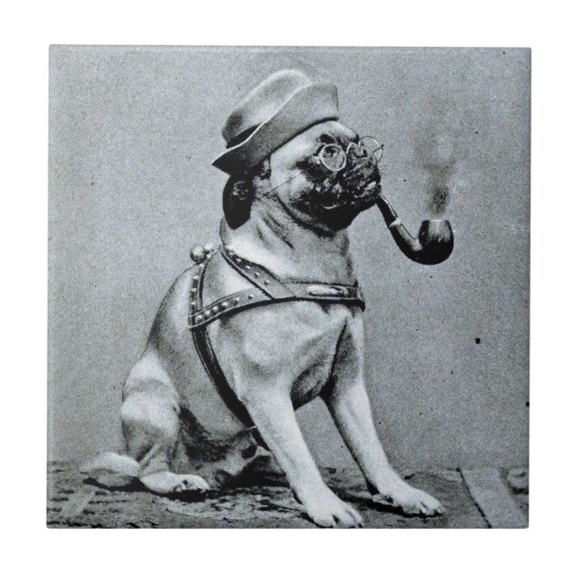 Vintage Classy Pug Photograph Ceramic Tile (Front)